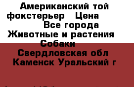 Американский той фокстерьер › Цена ­ 25 000 - Все города Животные и растения » Собаки   . Свердловская обл.,Каменск-Уральский г.